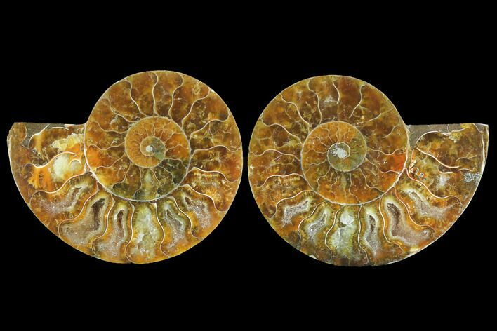 Sliced Ammonite Fossil - Agatized #125015